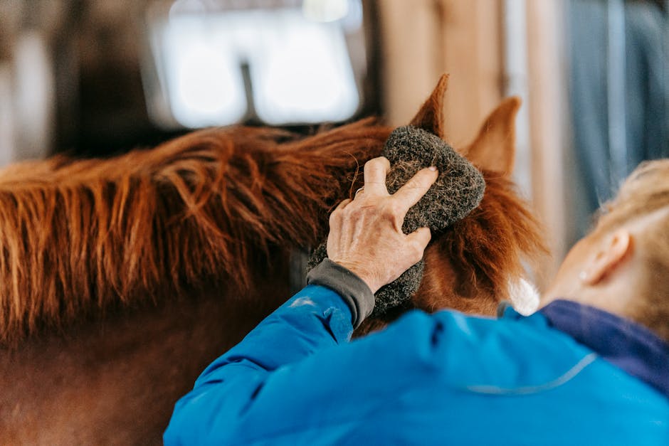 Ein Pferd, das von einem Reiter geführt wird